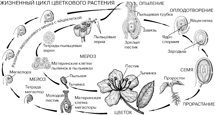 Схема размножение цветка Схема размножение цветка