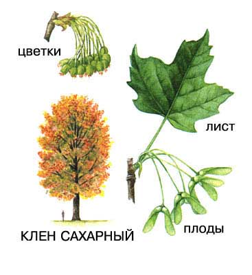 сахарный клён фото онлайн сахарный клён фото