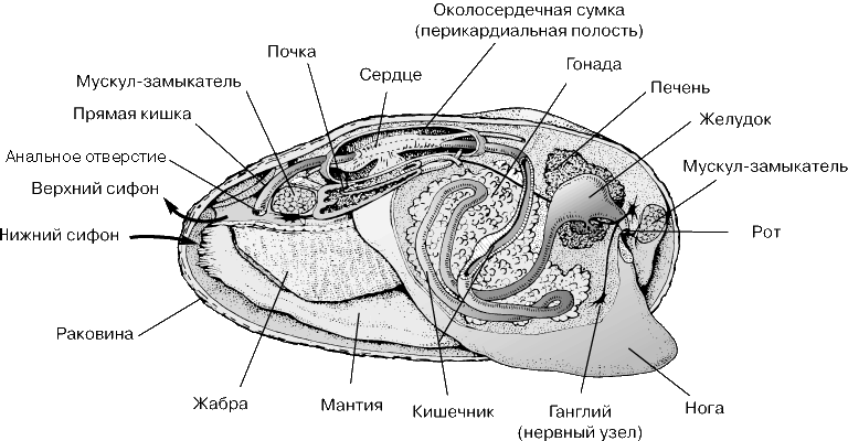 Строение двустворчатого моллюска.