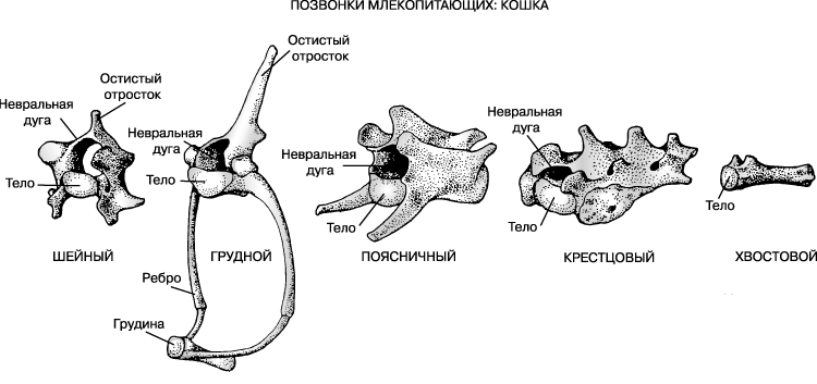 20 неделя болит спина когда лежу