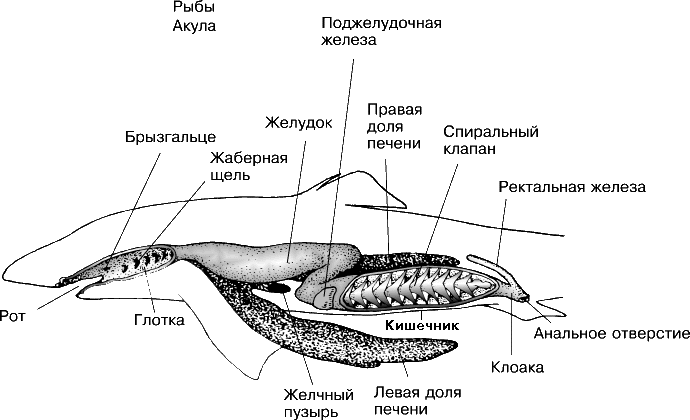 Image result for Пищеварительная система акул