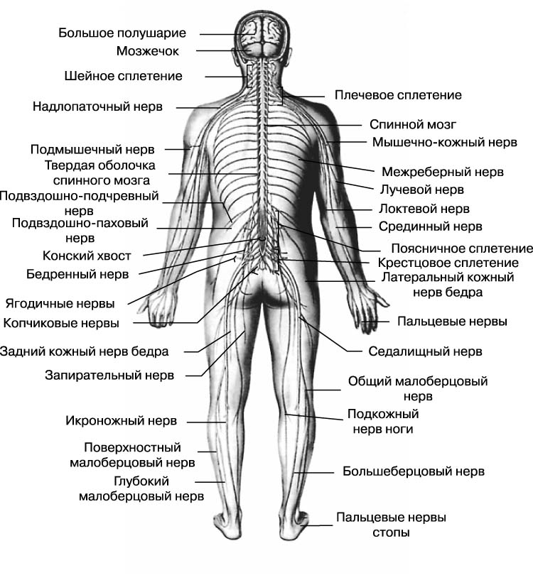 нервная система человека схема
