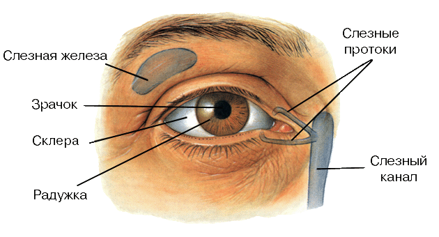 Слезный Канал Где Находится У Человека Фото