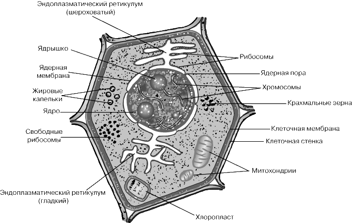 «ТИПИЧНАЯ» РАСТИТЕЛЬНАЯ КЛЕТКА – схематически изображены основные клеточные структуры.
