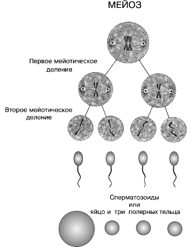 Второе направительное тельце