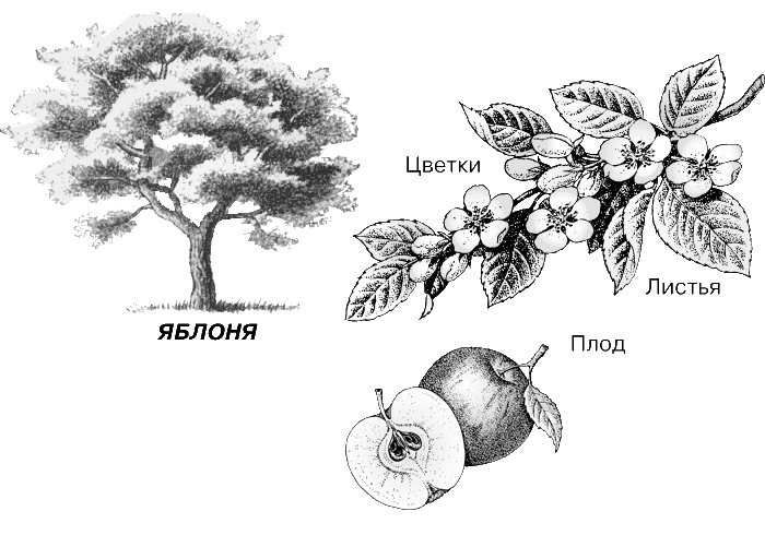 Яблоня Виды Фото