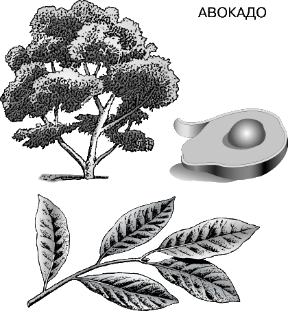 АВОКАДО, дерево из тропической Америки. У него вечнозеленые листья и нередко грушевидные плоды с кожицей зеленого или каштанового цвета.