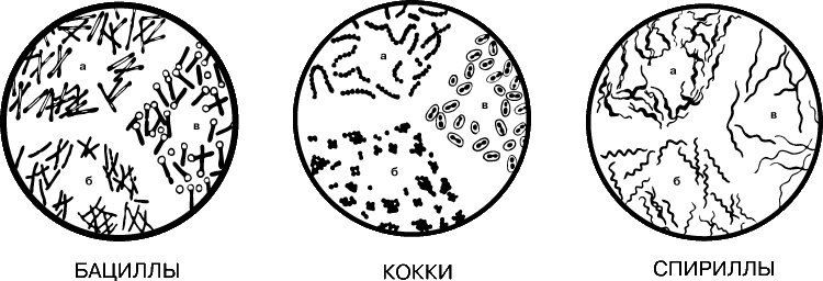 БАКТЕРИИ можно разделить на несколько групп по форме клеток: палочковидные бациллы, сферические кокки, спиральные спириллы.