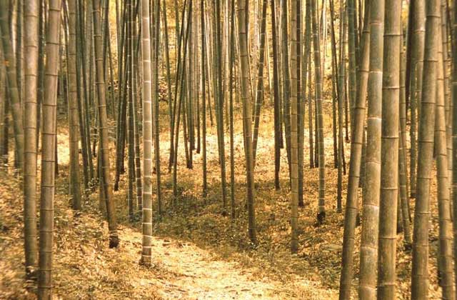 БАМБУК относится к семейству злаков, но своим деревянистым стволом, часто достигающим большой высоты, напоминает настоящие деревья.       Painet, Inc.
