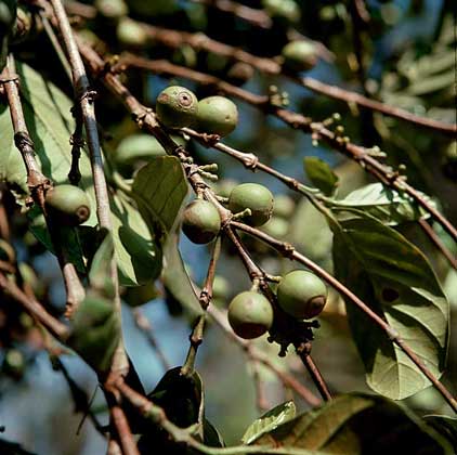  IGDA     ПЛОДЫ КОФЕЙНОГО ДЕРЕВА – ягоды, меняющие по мере созревания свой цвет с зеленого на красный, а затем на темно-малиновый. На снимке изображен либерийский вид. Он лучше приспособлен к тропическому климату и считается менее капризным и более урожайным, чем аравийский, дающий основную часть товарного кофе.