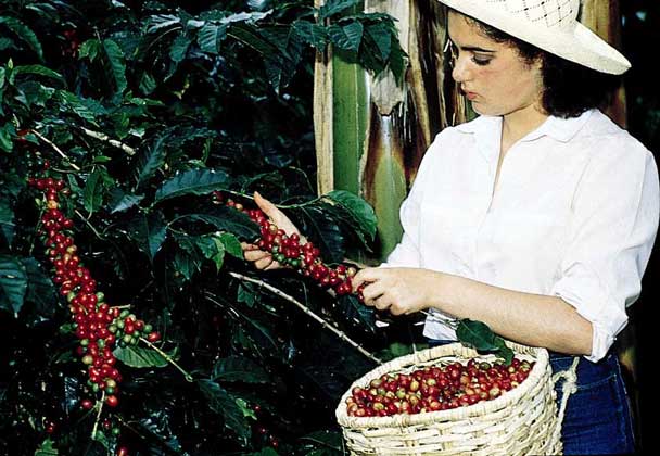  Courtesy of the National Federation of Coffee Growers of Columbia     СПЕЛЫЕ ЯГОДЫ КОФЕЙНОГО ДЕРЕВА всегда собирают вручную. Обычно каждая из них содержит два семени, называемые кофейными зернами.