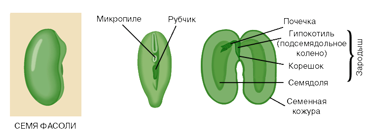 Семядоля гороха. Строение плода фасоли. Строение плода гороха. Схема строения семени бобовых растений. Строение плода Боб.