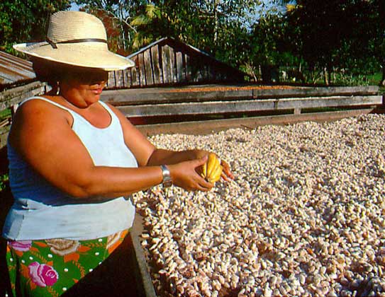 ПЛОДЫ КАКАО срезают с дерева мачете или ножом на длинном шесте, складывают в корзины и выносят на поляну, где вываливают кучами на землю. Затем плоды вскрывают и вручную извлекают из них семена (какао-бобы).       IGDA/G. Sioлn