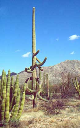 КАРНЕГИЯ ГИГАНТСКАЯ, высотой до 15 м, дает съедобные плоды, из которых выжимают сок. Этот вид растет только на юге Аризоны и на северо-западе Мексики. Его крупный кремово-белый цветок, образующийся на вершине побега – один из символов штата Аризона. IGDA/G. Sioen