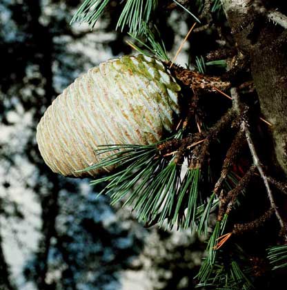  IGDA/2P     КЕДРЫ – представители семейства сосновых, их семена образуются в деревянистых шишках, а листья представлены собранными в пучки иглами (хвоинками).