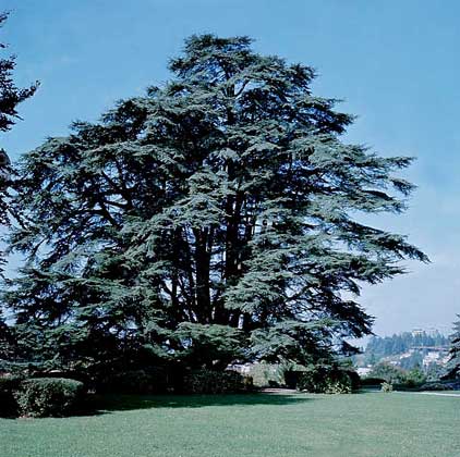 IGDA     КЕДР ЛИВАНСКИЙ (Cedrus libani) – вечнозеленое хвойное дерево с широкой конической кроной.