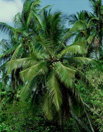  IGDA/M. Bertinetti     КОКОСОВАЯ ПАЛЬМА – одно из наиболее ценных для человека тропических растений. Она дает не только еду и питье, но и строительный материал, посуду, масло, волокно для изготовления веревок и одежды, топливо.