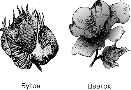 РАЗВИТИЕ КОРОБОЧКИ ХЛОПКА. Листовидные прицветники, образующие подчашие, или обертку, защищают части цветка, который после оплодотворения превращается в плод – коробочку.