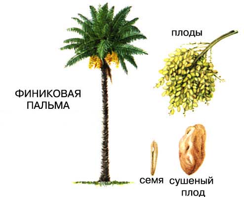 ФИНИКОВАЯ ПАЛЬМА – одно из древнейших культурных растений. На Ближнем Востоке мелкие высококалорийные плоды этого дерева относятся к основным продуктам питания местного населения.