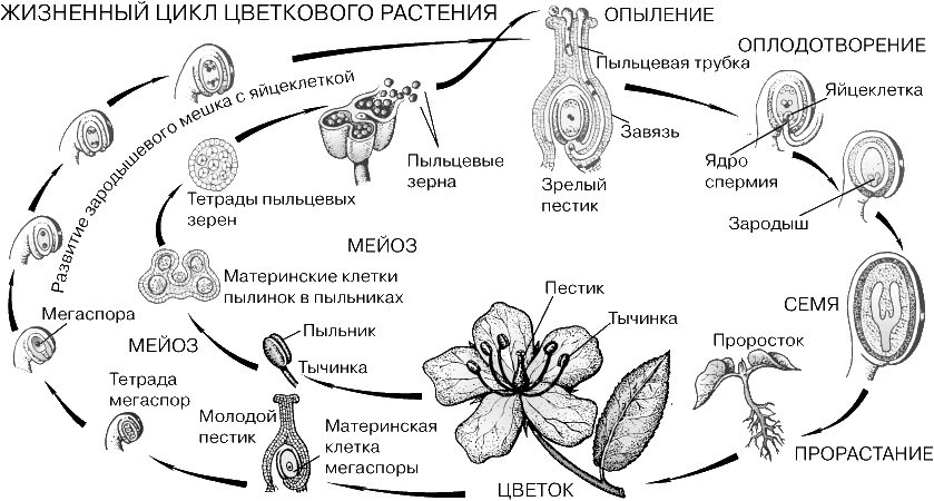 Виды Цветковых Растений Названия И Фото