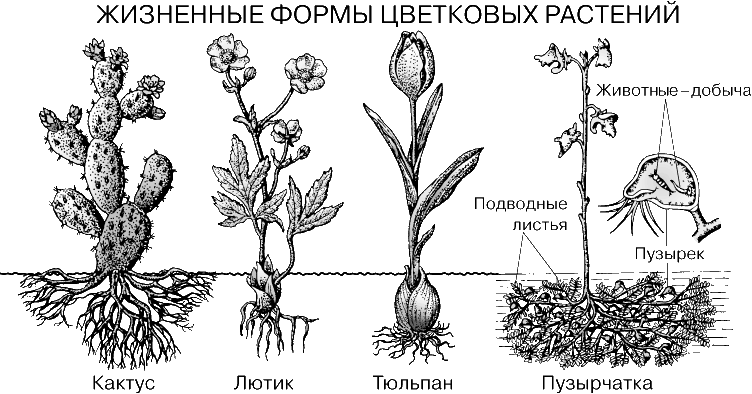 Виды Цветковых Растений Названия И Фото