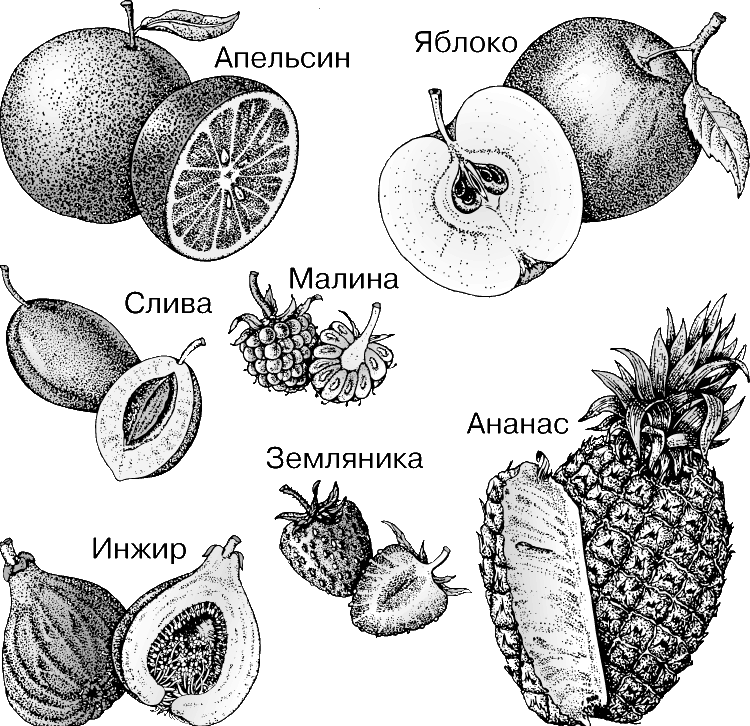 ТИПЫ ПЛОДОВ. Померанец, или гесперидий, – особый тип ягодоподобного плода, свойственный цитрусовым, в частности апельсину; его кожура (цедра) и сочная мякоть образуются из стенок завязи. У яблока мясистая часть – производное цветоложа; в нее погружена завязь, формирующая только центральную часть плода с семенами. В костянке сливы и мясистая мякоть, и твердая косточка образованы стенкой завязи; единственное семя находится внутри косточки. У малины и земляники плод сборный, развивающийся из одного цветка со многими пестиками. У инжира и ананаса употребляются в пищу не плоды, а соплодия, образованные многими плотно упакованными цветками и окружающими их частями соцветия.