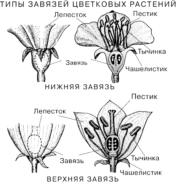 Виды Цветковых Растений Названия И Фото