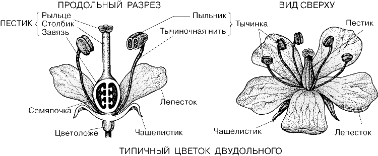 Поперечный срез завязи пестика лилии. Строение растения тычинка пестик. Строение тычинки и пестика строение цветка. Схема строения цветка пестик и тычинка. Строение тычинки и пестика рисунок.