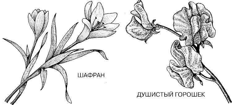 ТИПЫ ЦВЕТКОВ. Шафран (крокус) однодольный вид с трехчленным цветком (число разных его частей кратно трем). Душистый горошек двудольный вид с двусторонне-симметричным цветком.
