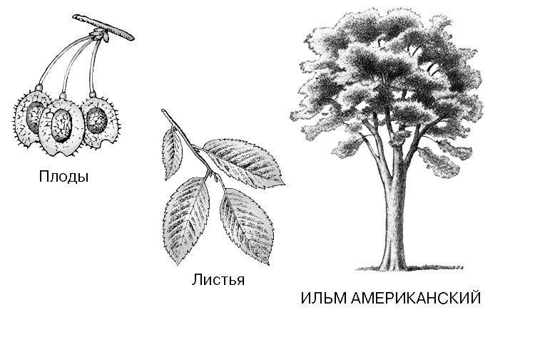 ИЛЬМ АМЕРИКАНСКИЙ – важная лесохозяйственная и озеленительная порода, произрастающая на востоке США и Канады.
