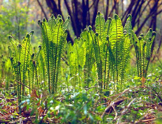  IGDA/F. Bertola     ПАПОРОТНИКИ – одна из древнейших групп наземных растений, встречаются на всех континентах в любой климатической зоне.