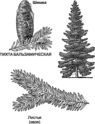 ПИХТА БАЛЬЗАМИЧЕСКАЯ – вечнозеленое дерево из области Великих озер, Новой Англии и Канады.