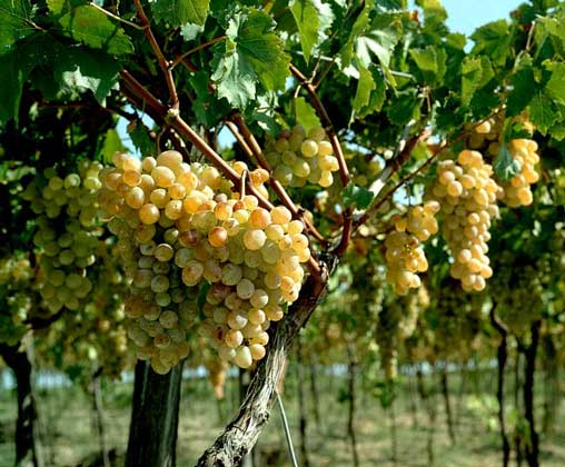 ВИНОГРАД ВИННЫЙ. Более 90% разводимого в мире винограда относится к различным сортам этого вида.       IGDA/M. Perdone
