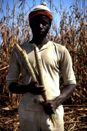 МЕТЕЛКА ПРОСА в руках у крестьянина в Мали.   WOODFIN CAMP, Betty Press