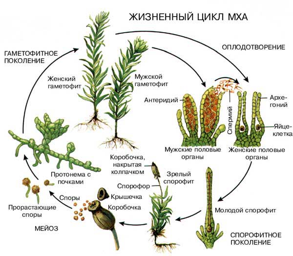 В ЖИЗНЕННОМ ЦИКЛЕ МХА, как и у сосудистых растений, происходит чередование полового поколения (гаметофита) с бесполым (спорофитом). Спора (слева) прорастает в ветвистую нитевидную структуру, называемую протонемой. На ней образуются почки, из которых развиваются гаметофиты. У т.н. двудомных видов одни гаметофиты женские, другие – мужские. Спермии, созревающие в мужских половых органах – антеридиях, – движутся в капле воды к женским половым органам – архегониям и оплодотворяют находящиеся в них яйцеклетки. При слиянии гамет два гаплоидных набора хромосом объединяются в диплоидный, и из зиготы развивается диплоидный спорофит. Он состоит из спорофора (ножки), соединенного с родительским растением стопой, и коробочки, в которой созревают споры. При их образовании происходит мейоз, т.е. число хромосом уменьшается вдвое, поэтому каждая спора гаплоидна. При созревании коробочки ее крышечка сбрасывается и споры рассеиваются.