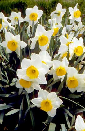  IGDA/G. Negri     ЦВЕТУЩИЕ НАРЦИССЫ. Их желтые, белые или белые с желтым цветки распускаются ранней весной.