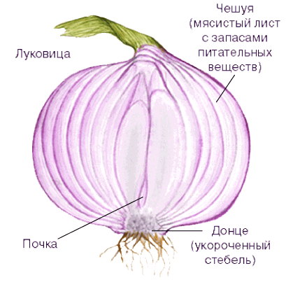 Репчатый лук: строение репки и тип питания луковицы. Как выглядят части