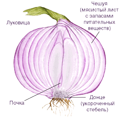 Комнатный Лук Фото