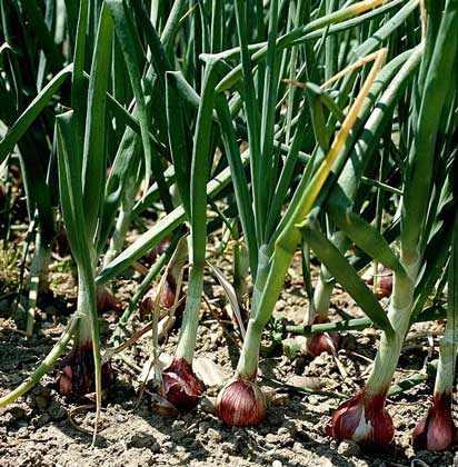  IGDA/2 P     ЛУК РЕПЧАТЫЙ – одна из самых холодостойких огородных культур, разводимая главным образом ради луковиц.