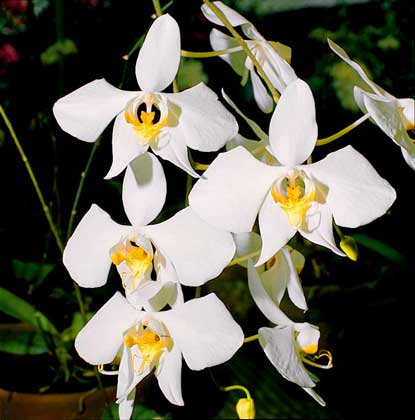  IGDA/2P     ОРХИДЕИ рода Phalaenopsis называют «орхидеями-мотыльками».