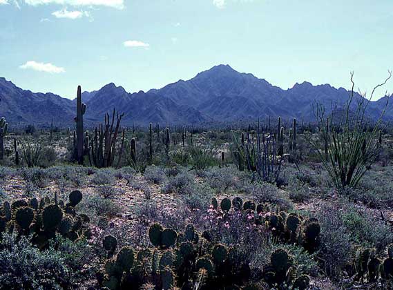  IGDA     КАКТУСЫ, ЗАСУХОУСТОЙЧИВЫЕ ЗЛАКИ И НИЗКОРОСЛЫЕ КУСТАРНИКИ типичны для пустыни Сонора на юго-западе США и севере Мексики.