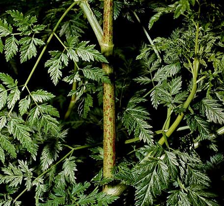  IGDA/2P     БОЛИГОЛОВ ПЯТНИСТЫЙ, или крапчатый, – двулетнее травянистое растение семейства зонтичных. Достаточно высокая доза содержащегося в нем алкалоида приводит к параличу дыхательных мышц.