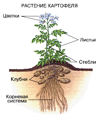 Фото Картошки Растения