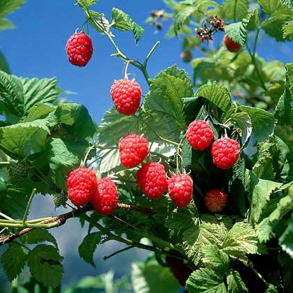  IGDA/L. Cretti     МАЛИНА – популярная ягодная культура. Ее сочные, похожие на наперстки многокостянки бывают обычно красными, черными или пурпурными.