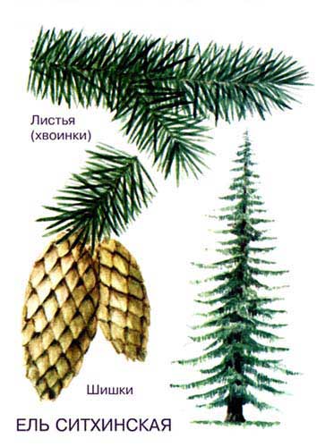 ЕЛЬ СИТХИНСКАЯ – ценная древесная порода тихоокеанского побережья Северной Америки. Это самый крупный представитель рода, достигающий в высоту 60 м.