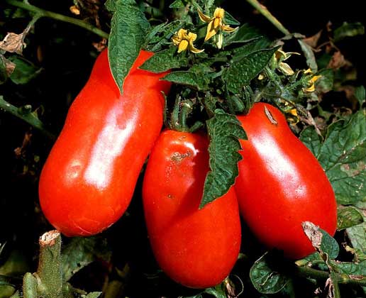 ТОМАТ, или помидор, – вид семейства пасленовых родом из Южной Америки. В пищу употребляют его плоды (ягоды).       IGDA/2P