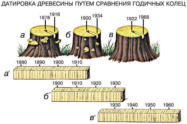 ДАТИРОВКА ДРЕВЕСИНЫ. На рисунке показано, как годичные кольца используются для установления возраста древесины. Этот метод основан на детальном сопоставлении, или перекрестной датировке, последовательностей широких и узких колец. Дерево в спилено в 1968. Следовательно, его последнее годичное кольцо (образец вў) сформировалось тогда же. Считая от него внутрь, можно определить возраст любого кольца этой древесины. Затем ее сравнивают с образцом бў, полученным из ствола, спиленного раньше, и выявляют идентичный по характеру чередования узких и широких колец интервал, например соответствующий периоду 1925–1932 точно датированной древесины. Теперь, ведя подсчет в обе стороны от него, можно определить год образования прочих колец дерева б. Аналогичным образом, путем сравнения с образцом бў, датируют все кольца еще более старого ствола а. Пользуясь этим методом, ученые устанавливают возраст не только пней, но и брусьев, досок и других деревянных изделий, обнаруживаемых при археологических раскопках. Кроме того, поскольку ширина кольца прироста зависит от количества осадков и других климатических факторов соответствующего года, на этой основе можно реконструировать климатическую историю конкретной местности.