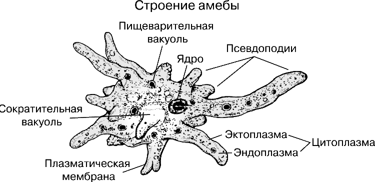 papillomavirus langue blanche