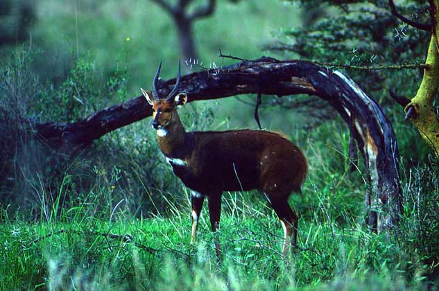  IGDA/P. Jaccod     БУШБОК, называемый также пестрой лесной антилопой, или антилопой гуиб.
