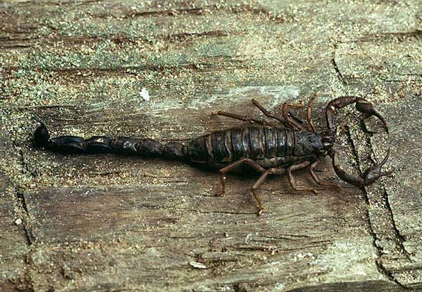 СКОРПИОН - преимущественно ночные животные, прячущиеся под камнями или в норах, а в сумерках выходящие охотиться на насекомых. IGDA/Dani-Jeske